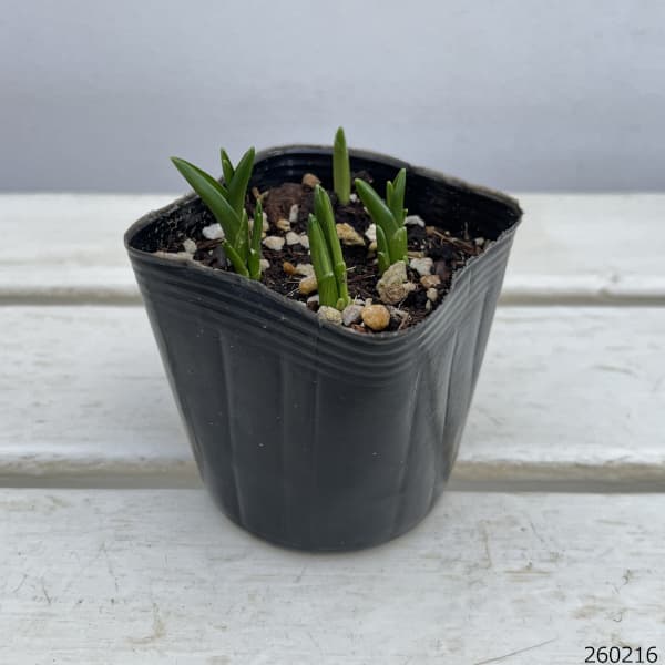 シラーカンパニュラータ：白花3球植え3号ポット