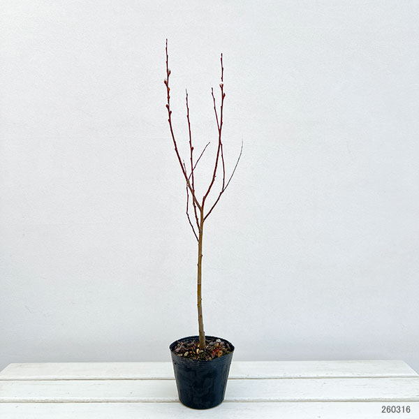 ネコヤナギ（猫柳）：ピンクパールネコヤナギ3～4号ポット