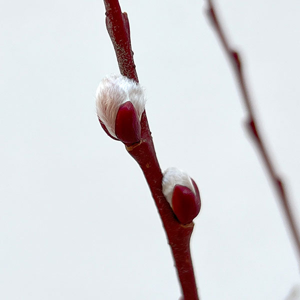 ネコヤナギ（猫柳）：ピンクパールネコヤナギ3～4号ポット