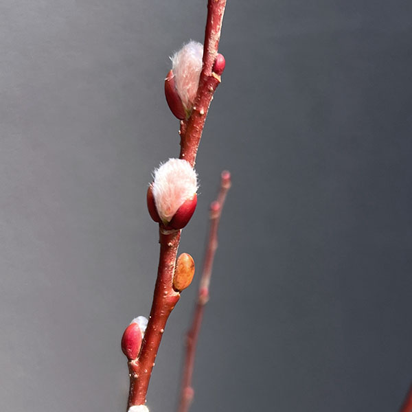 ネコヤナギ（猫柳）：ピンクパールネコヤナギ3～4号ポット