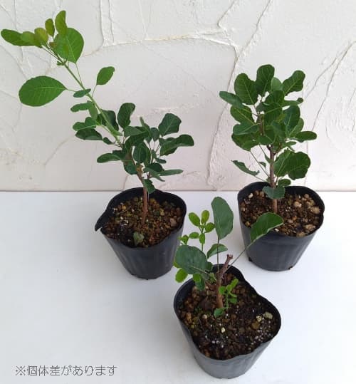 スモークツリー:ルブリフォリア4.5~5号ポット