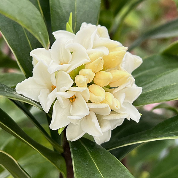 ジンチョウゲ（沈丁花）：白花4.5～5号ポット