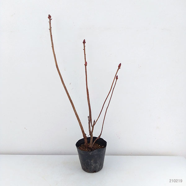 エクスバリーツツジ：ホットスパー3.5-4号ポット