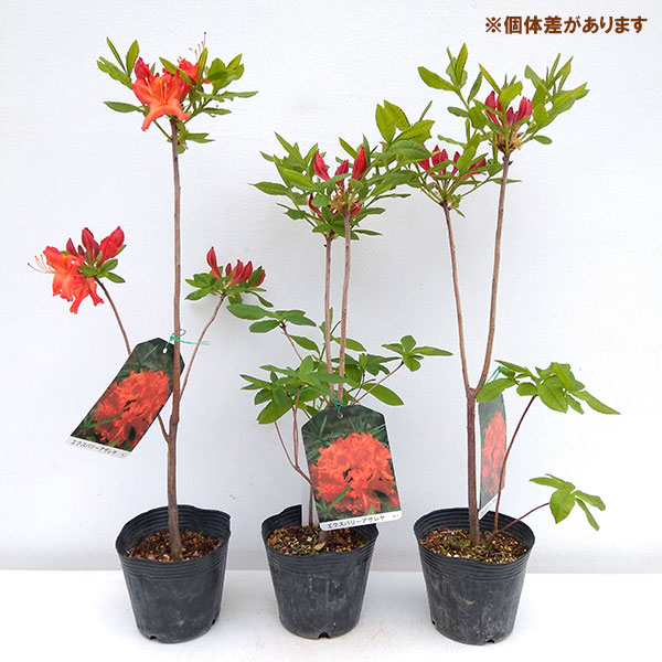 エクスバリーツツジ：ホットスパー3.5-4号ポット