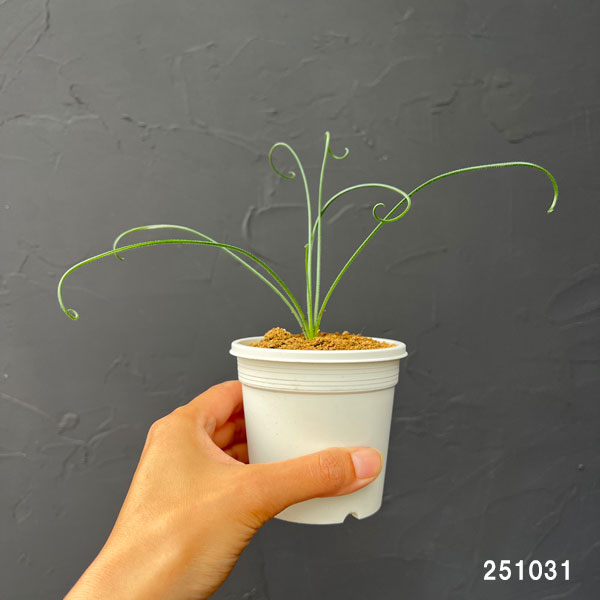 アルブカ スピラリス:フリズルシズル 3号ポット