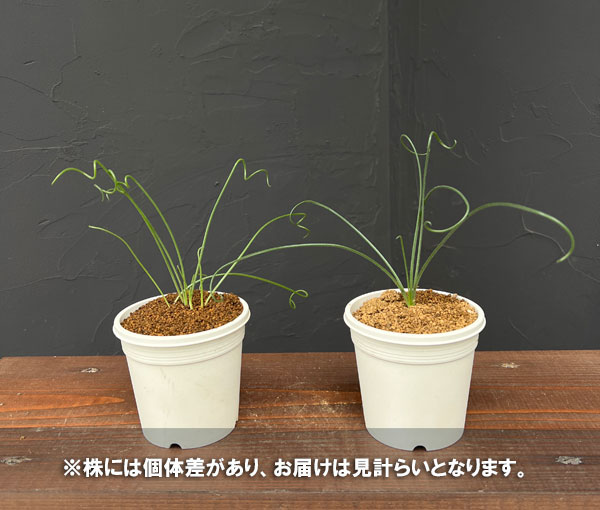 アルブカ スピラリス:フリズルシズル 3号ポット