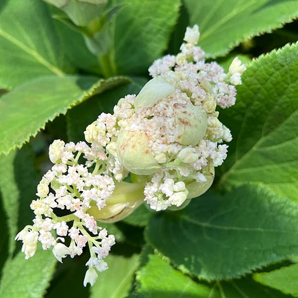 (わけあり特価)アジサイ:ヨウラクタマアジサイ(瓔珞玉紫陽花)5号鉢植え