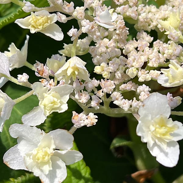(わけあり特価)アジサイ:ヨウラクタマアジサイ(瓔珞玉紫陽花)5号鉢植え