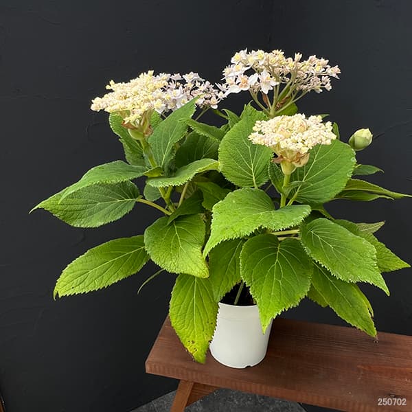 (わけあり特価)アジサイ:ヨウラクタマアジサイ(瓔珞玉紫陽花)5号鉢植え