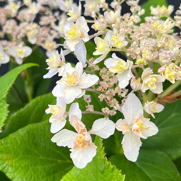 (わけあり特価)アジサイ:ヨウラクタマアジサイ(瓔珞玉紫陽花)5号鉢植え