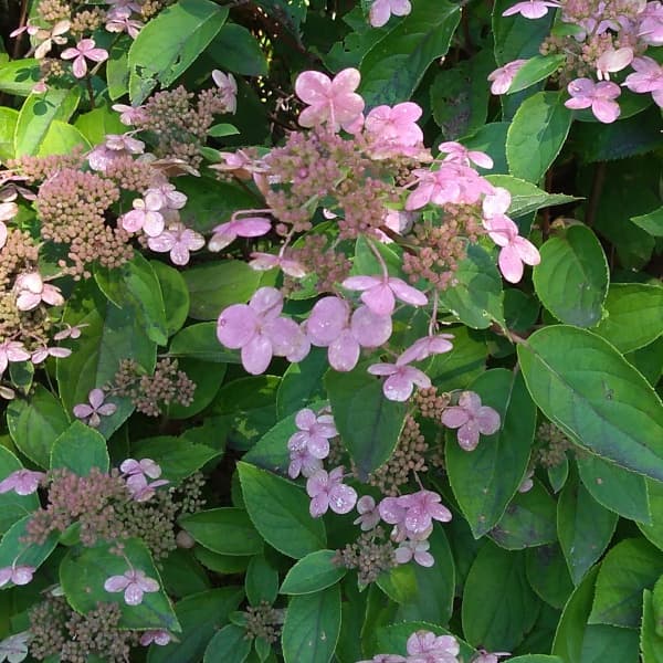 ノリウツギ（糊空木）：ダルマノリウツギ4.5号ポット