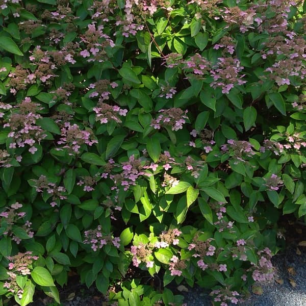 ノリウツギ（糊空木）：ダルマノリウツギ4.5号ポット