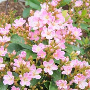 園芸ネット本店｜紅花シャリンバイ：ペリドット4号ポット3株セット の