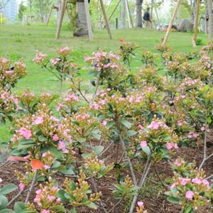 園芸ネット本店｜紅花シャリンバイ：ペリドット4号ポット3株セット の