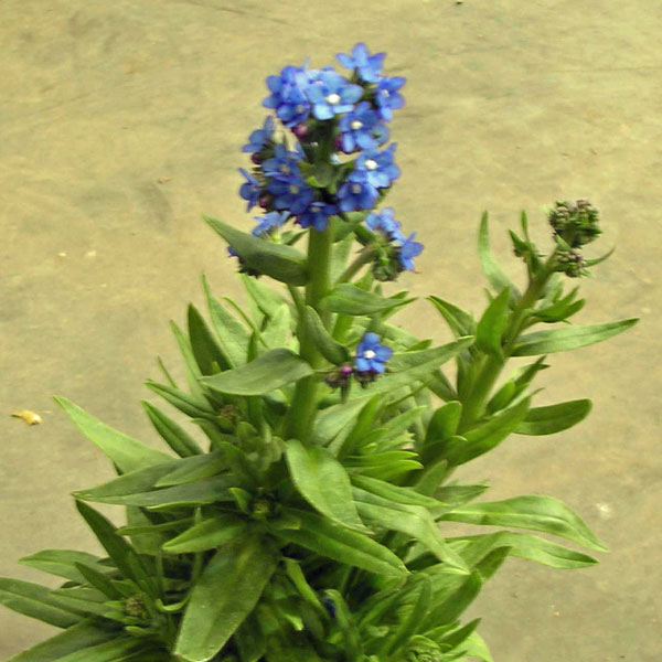 アンチューサ：ブルーチャーム3号ポット 3株セット