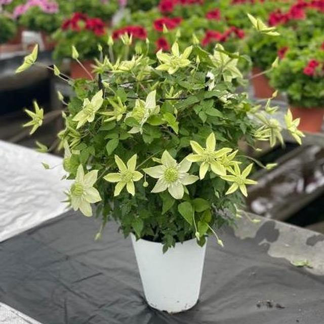 クレマチス：しろまんえ(白万重・アルバプレナ)5号鉢植え*