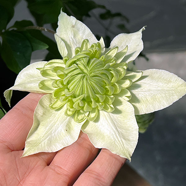 クレマチス:しろまんえ(白万重・アルバプレナ)5号鉢植え*
