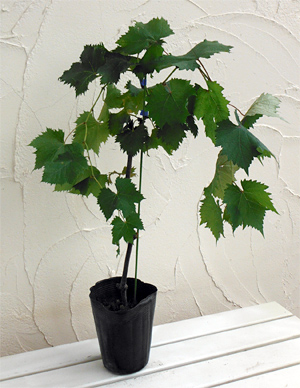 ブドウ:サニールージュ挿木苗5号ポット