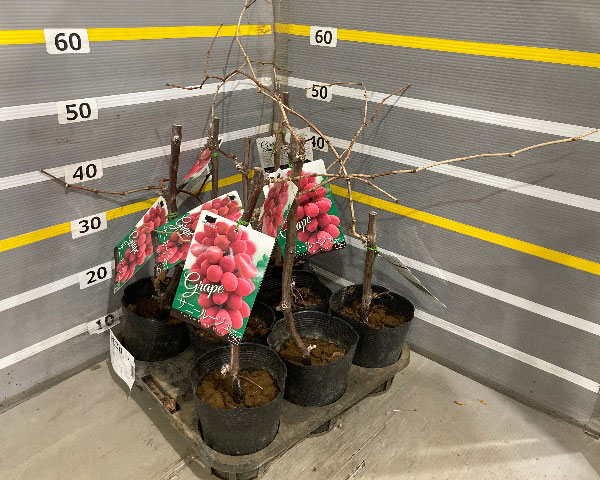 ブドウ:サニールージュ挿木苗5号ポット
