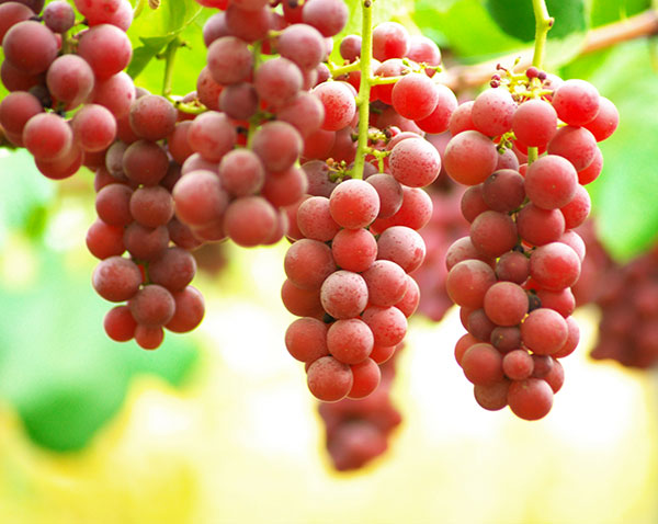 ブドウ：サニールージュ挿木苗5号ポット