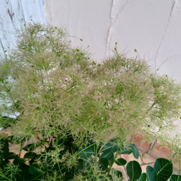 スモークツリー:ピンクボール4.5~5号ポット