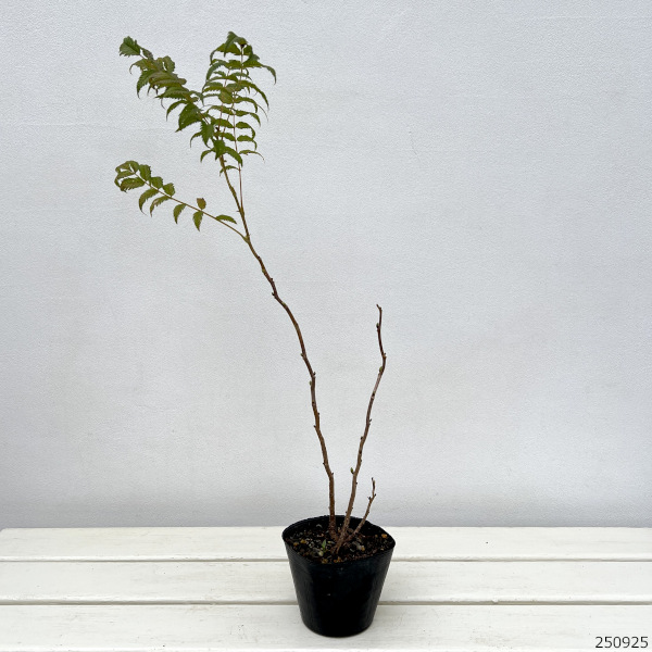 ナナカマド:ホザキナナカマド セム3-3.5号ポット