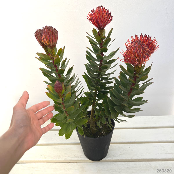 リューコスペルマム：カーニバルレッド5号鉢植え