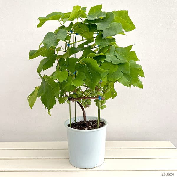 (わけあり特価)ブドウ:デラウエア(あんどん仕立て) 6号鉢植え(結実終了)