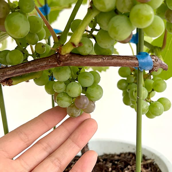 (わけあり特価)ブドウ:デラウエア(あんどん仕立て) 6号鉢植え(結実終了)