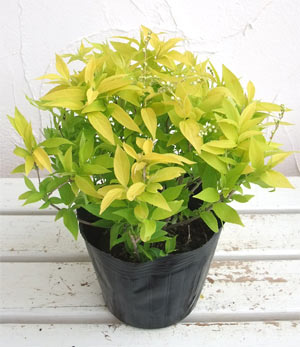 ヒメウツギ:ダンカン5号ポット