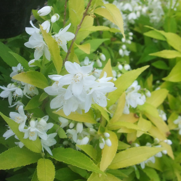 ヒメウツギ:ダンカン5号ポット