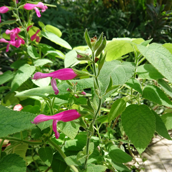 セージ:フルーツセージ3号ポット