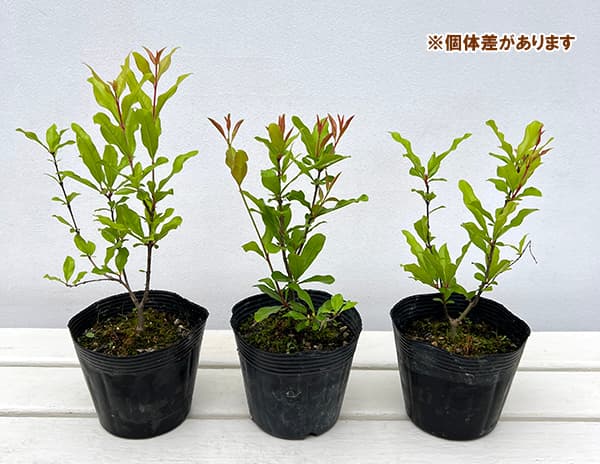 ザクロ:泰山一号4号ポット