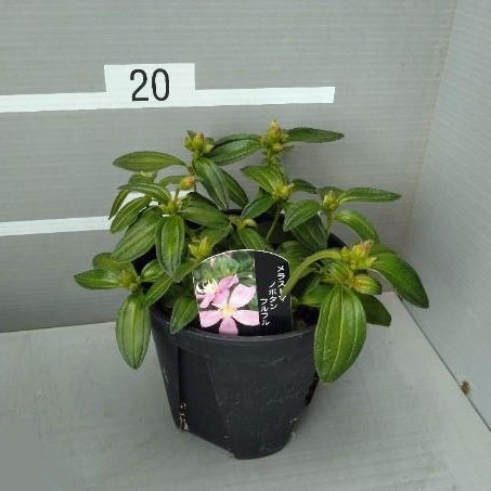 ノボタン:フルフル5号鉢植え