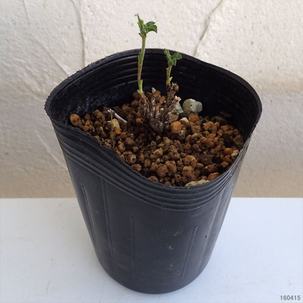 [26年2月中下旬予約]カンゾウ：ウラルカンゾウ 3号ポット