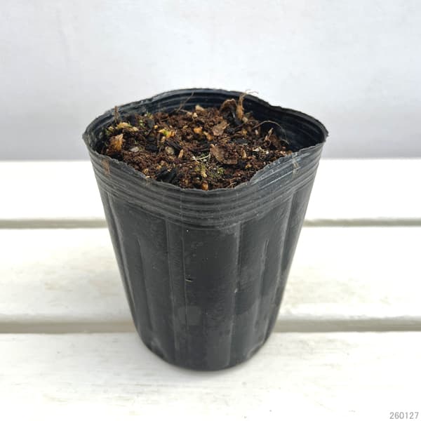 カンゾウ:ウラルカンゾウ 3号ポット