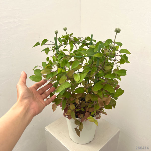 クレマチス:花炎(華炎・カエン)5号鉢植え
