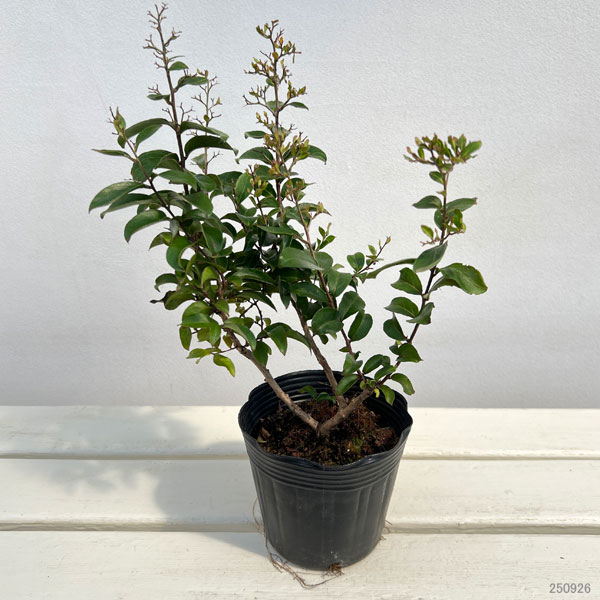 サルスベリ:チカソー4号ポット