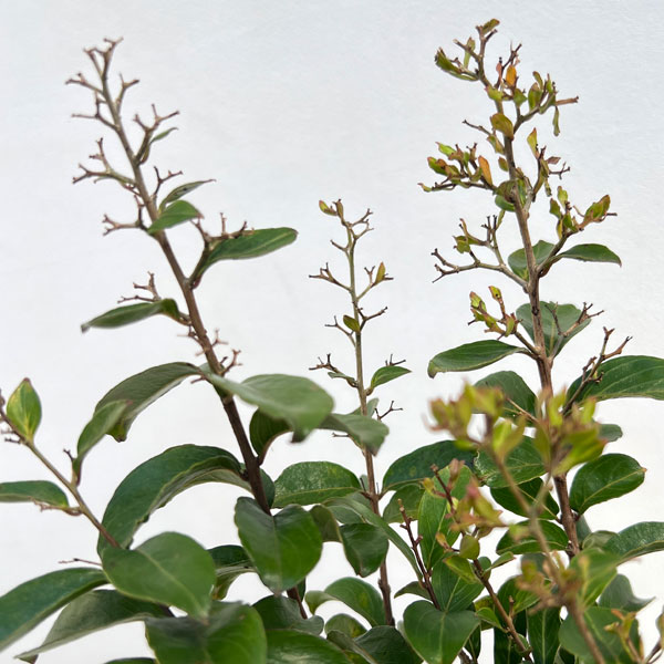 園芸ネット本店｜サルスベリ：チカソー4号ポット の通販【公式】