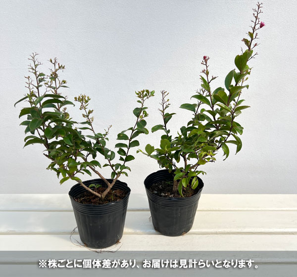 サルスベリ:チカソー4号ポット