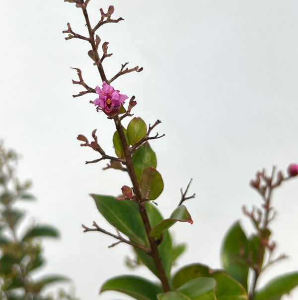 園芸ネット本店｜サルスベリ：チカソー4号ポット の通販【公式】