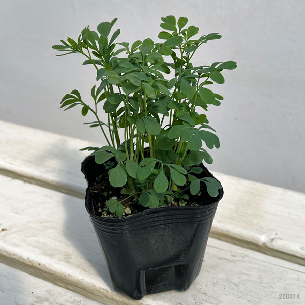 ネコよらず(ヘンルーダ)3号ポット2株セット