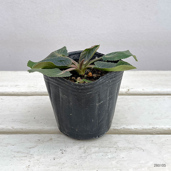 エリンジウム（シーホーリー）：フルエラ3号ポット