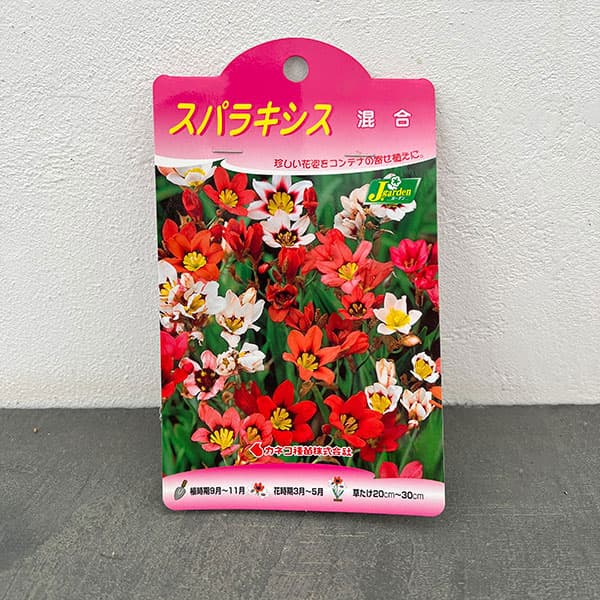 [棚卸セール]スパラキシス：混合12球入り