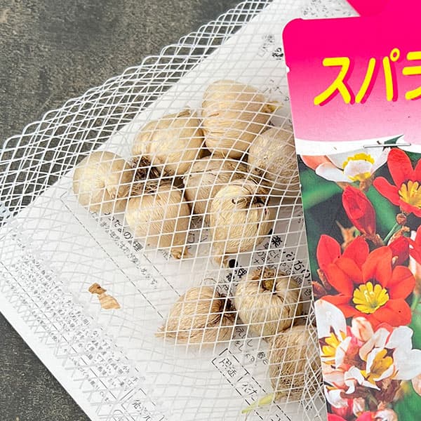 [棚卸セール]スパラキシス：混合12球入り