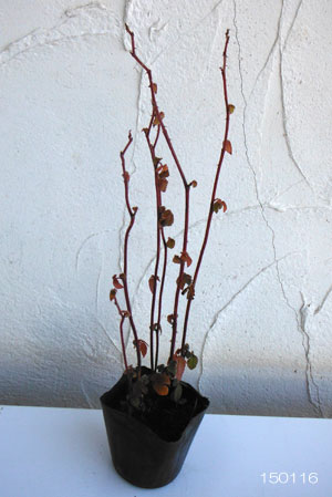 矮性木いちご(ラズベリー):マイラビット3~3.5号ポット