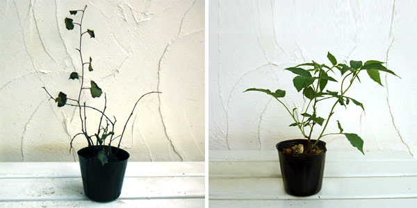 矮性木いちご(ラズベリー):マイラビット3~3.5号ポット