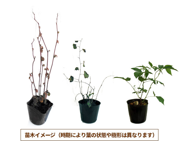 矮性木いちご（ラズベリー）：マイラビット3～3.5号ポット