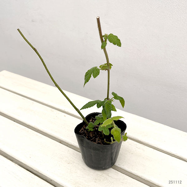 矮性木いちご（ラズベリー）：マイラビット3～3.5号ポット