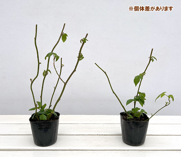 矮性木いちご（ラズベリー）：マイラビット3～3.5号ポット